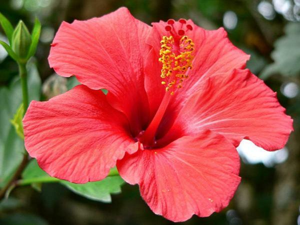 Sainte-Clotilde Duplex Hibiscus 아파트 외부 사진